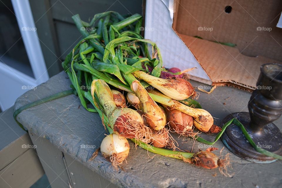 Garden onions just picked . Garden onions 