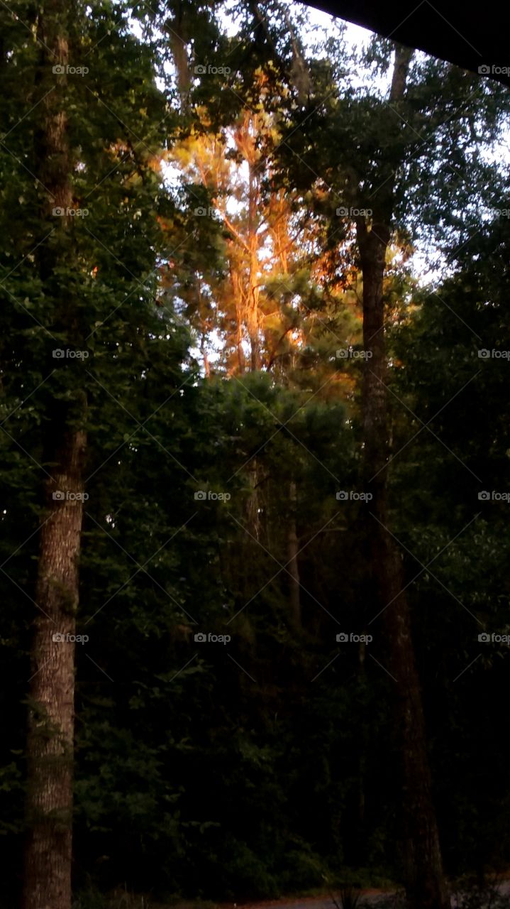 sunset casting orange and yellow glow through the trees in the east