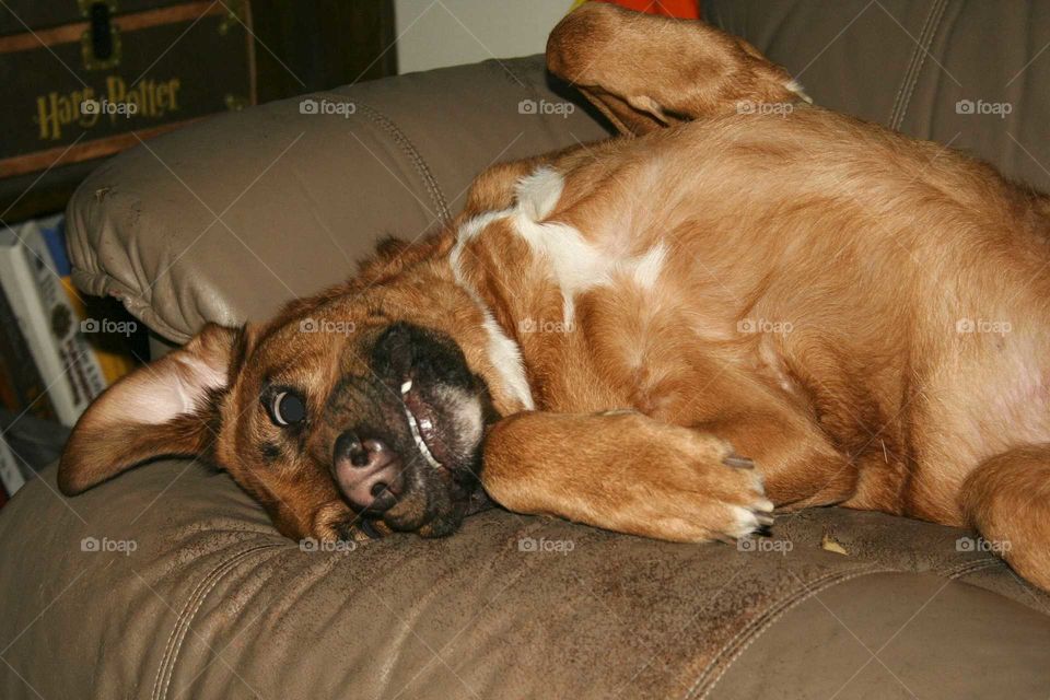 Goofy dog rolling on sofa.