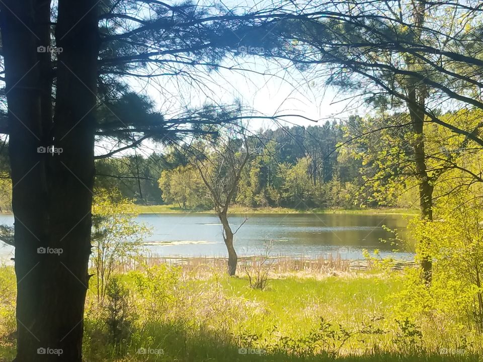 Tree, Landscape, Wood, Nature, Fall