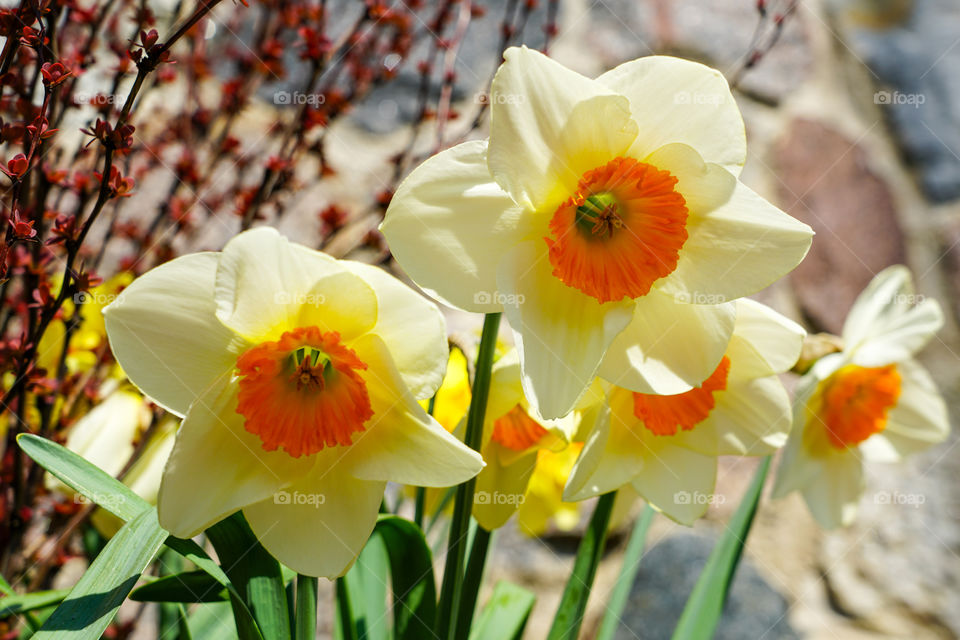 yellow spring flowers of narcissus daffodils in garden, blurred background