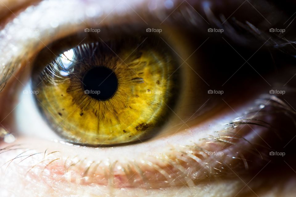 Close-up of human eyes