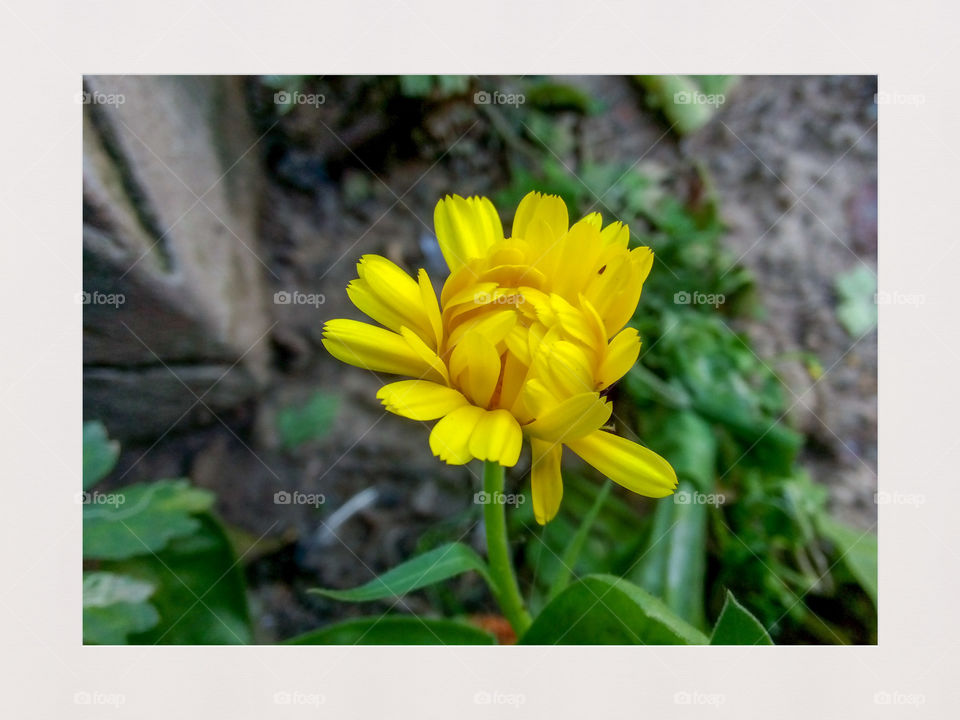 Beautiful flower near the market