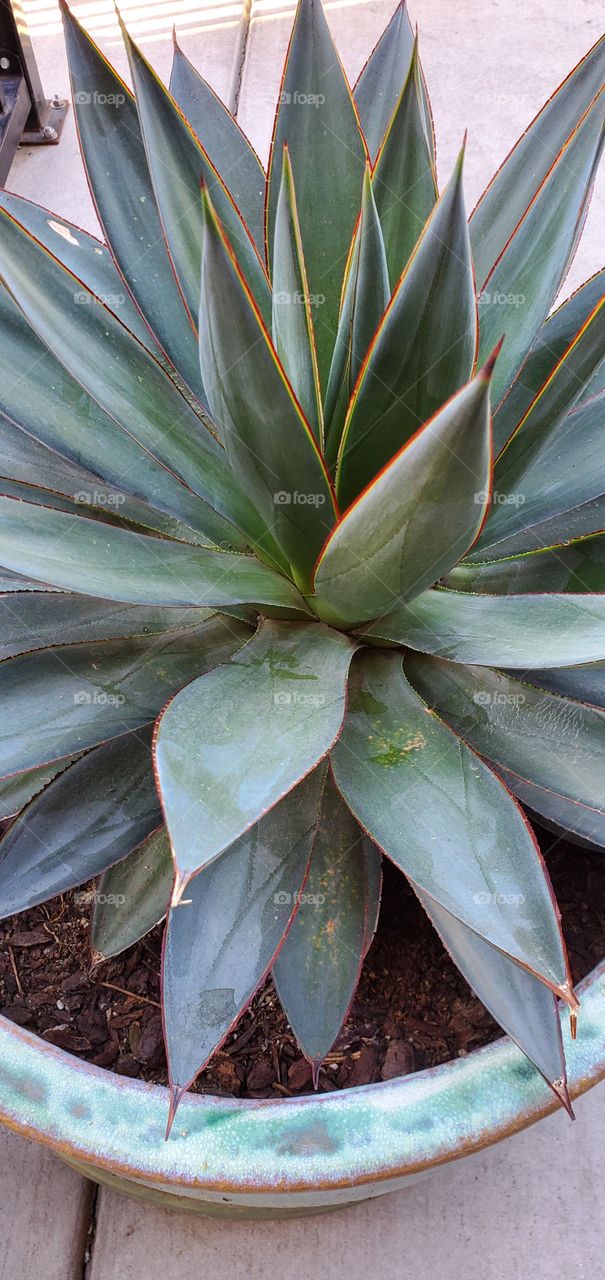 Agave Azul