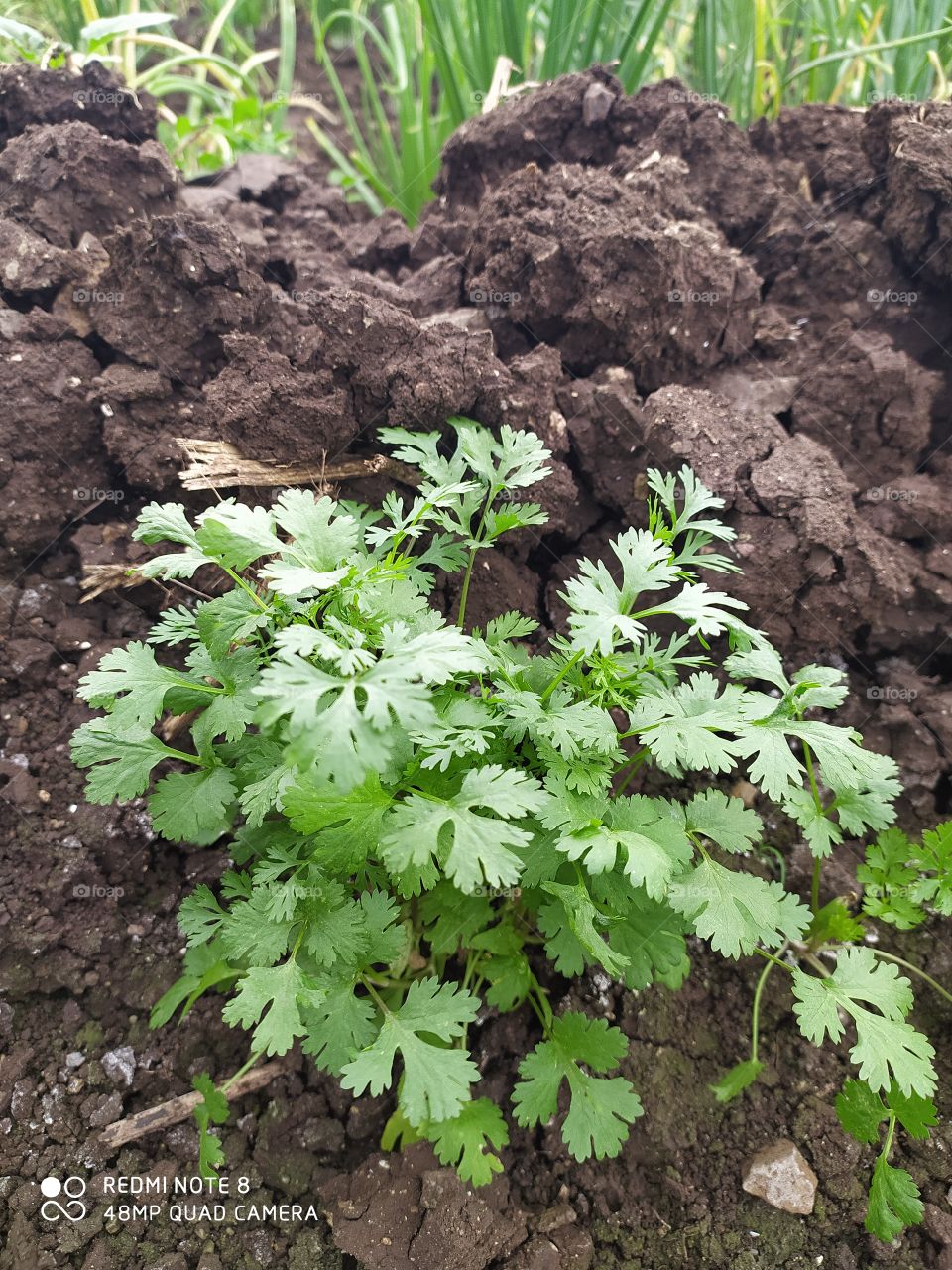 Coriander green vegetable