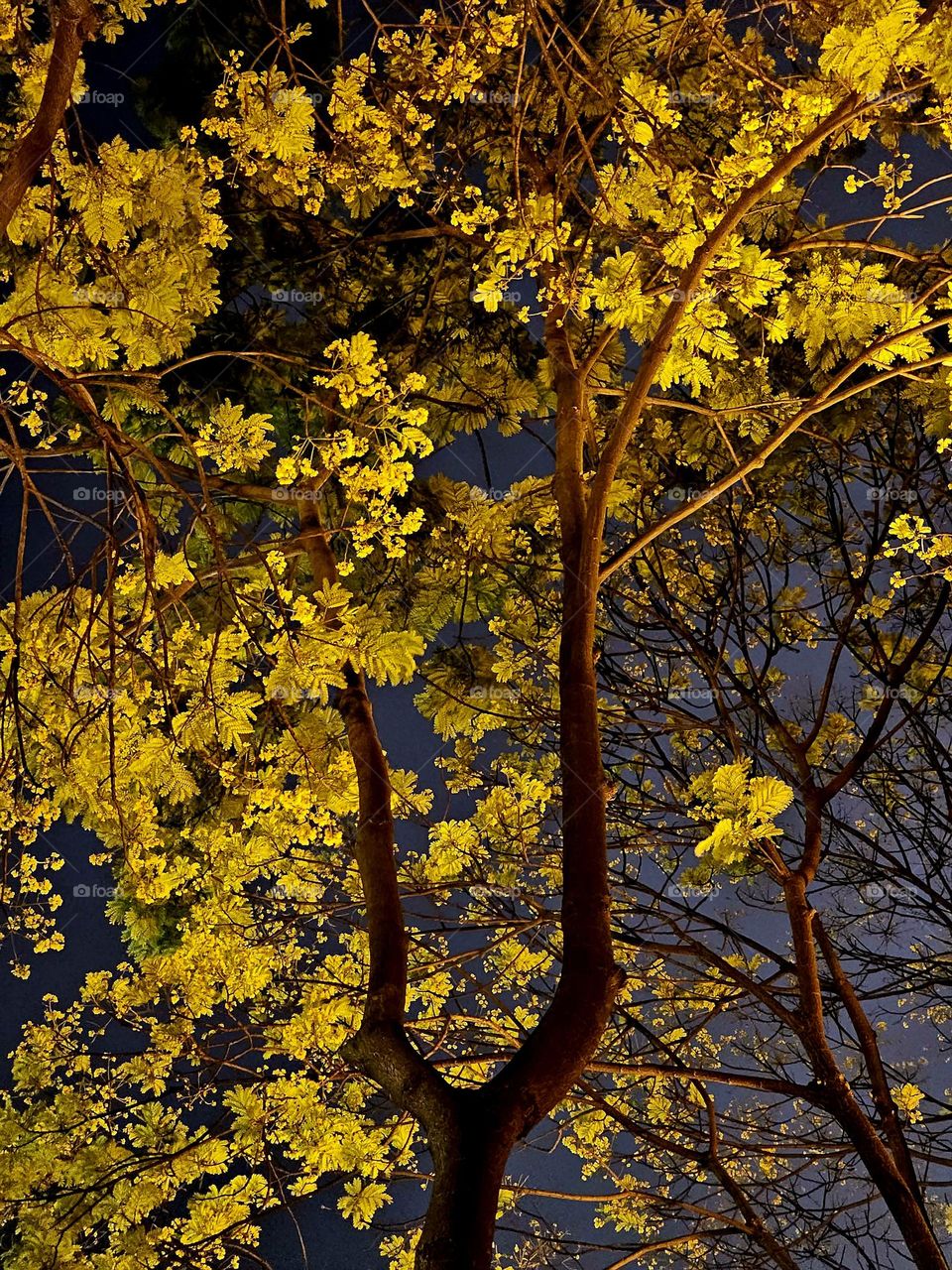 Trees with yellowed leaves at Hong Kong Victoria Park