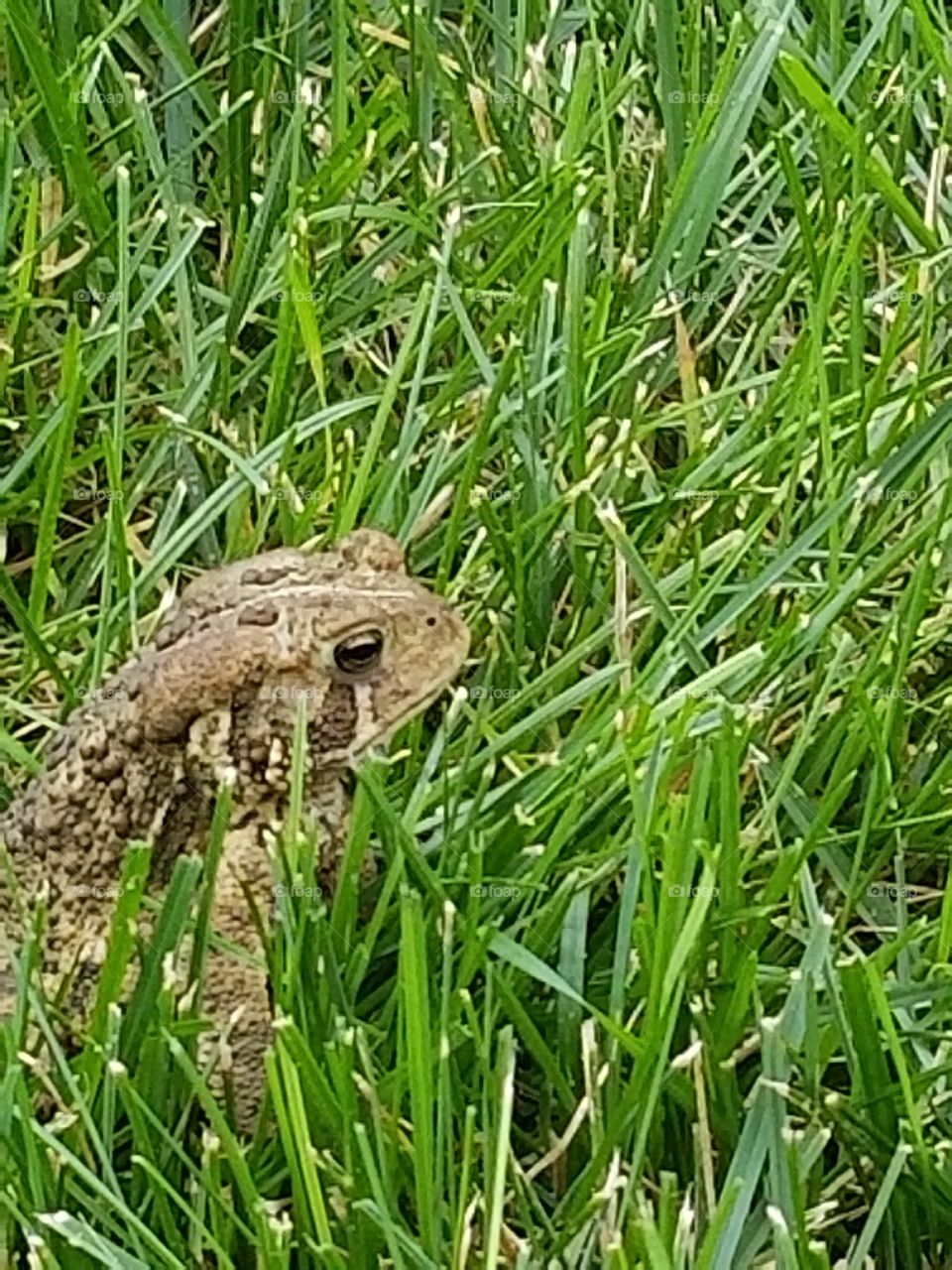 toad in grass