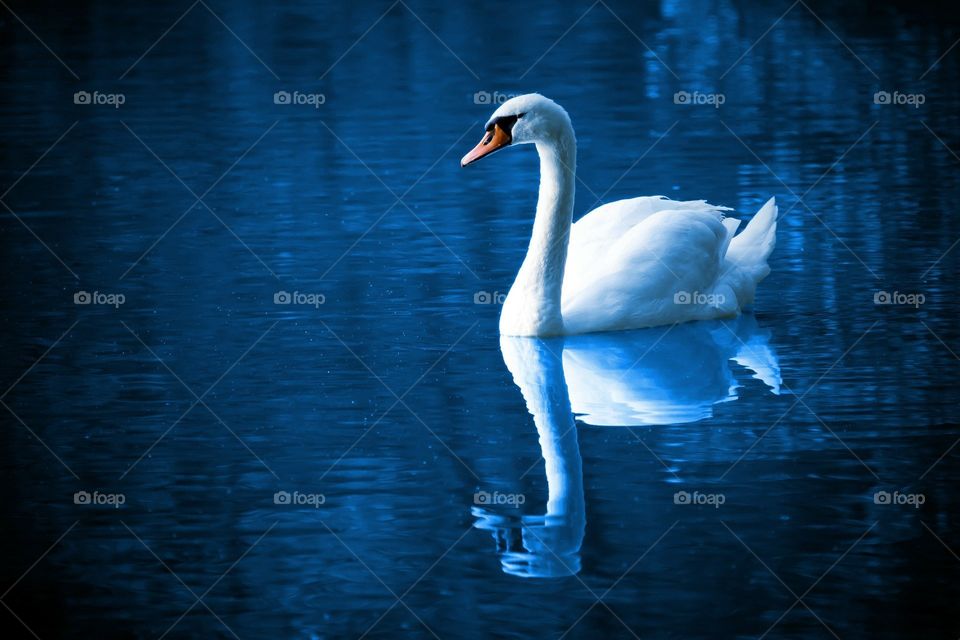 This photo most beautiful and professional world class natural and beautiful swan
