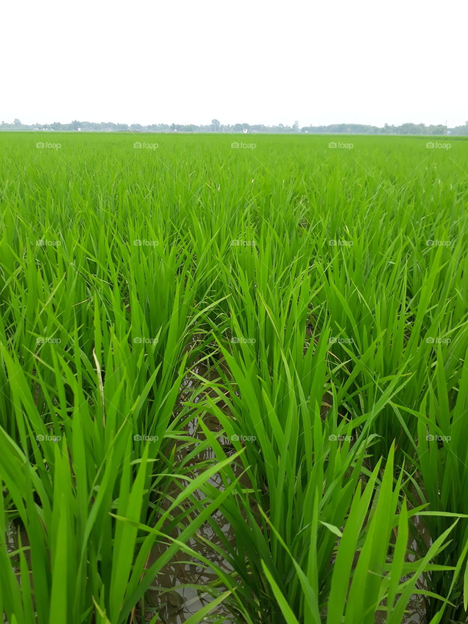 beautiful picture in India