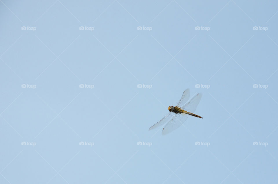 Flying dragonfly