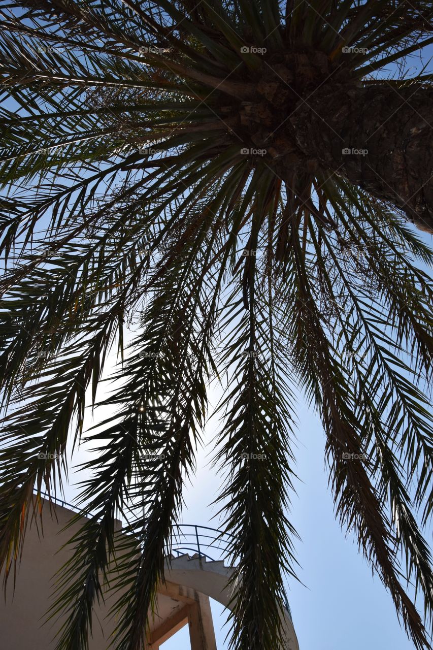 Palm