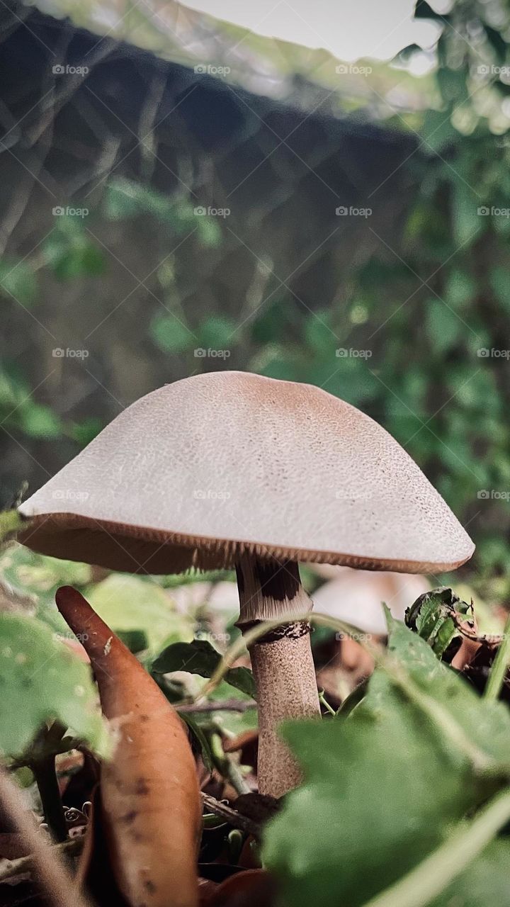 Fungus