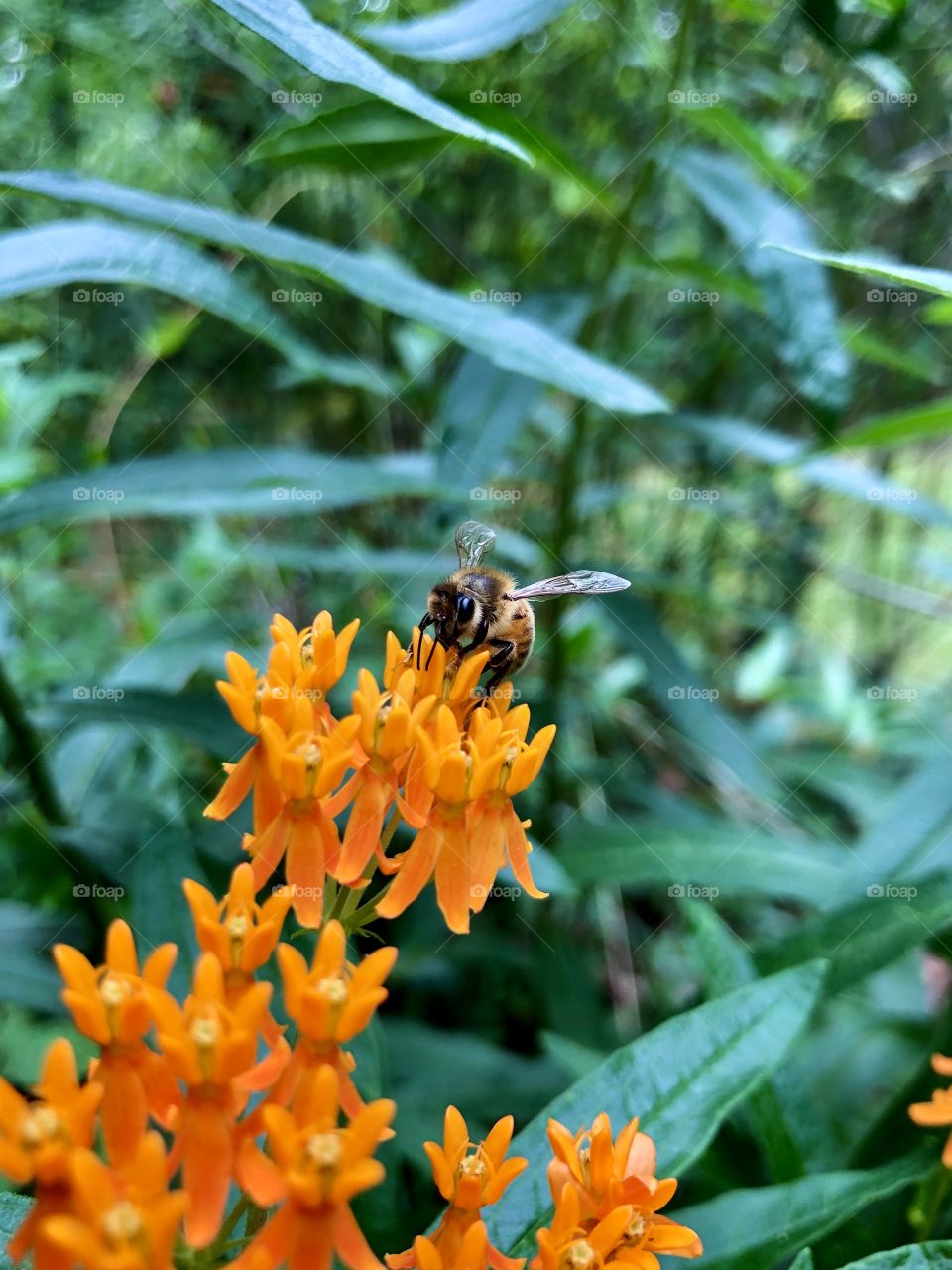 Bee pollinating orange milkweed 