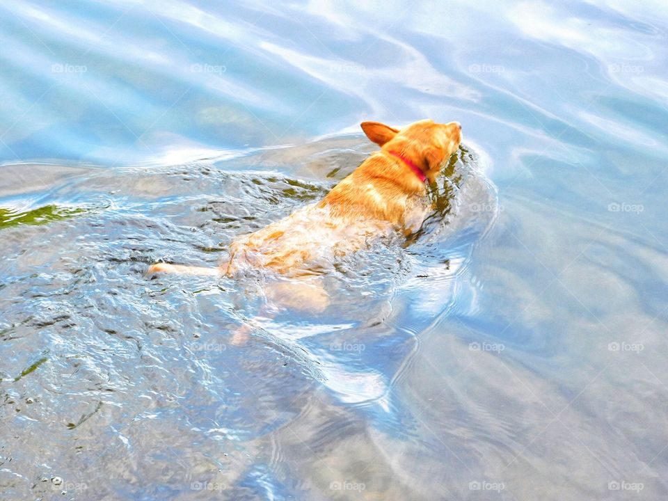 Knox enjoying the cold lake water 