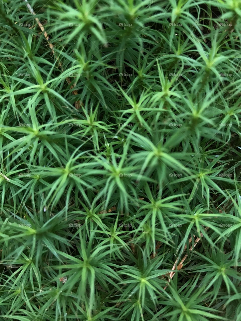 Leaf, Flora, Nature, Grass, Closeup