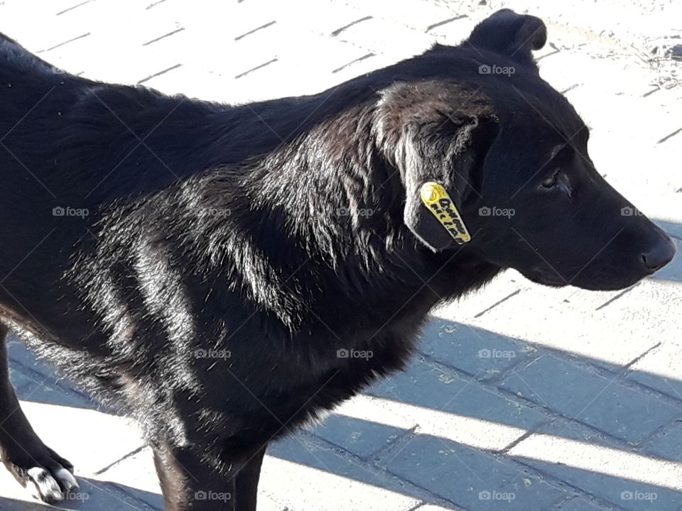 stray dog ​​with a chip on the ear