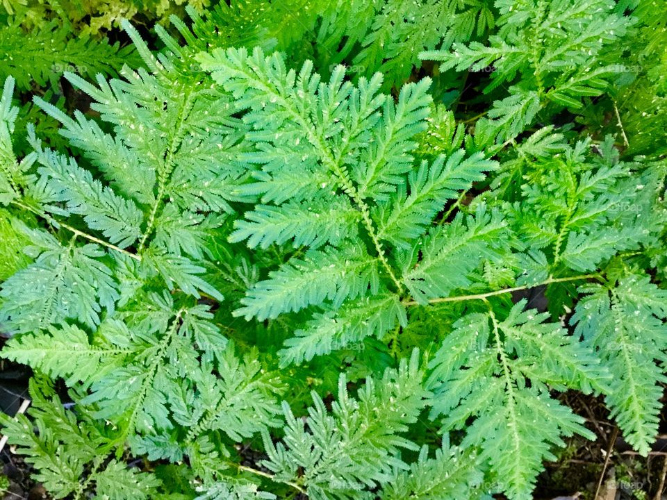 Ferns at Hawaii Tropical Botanical Garden