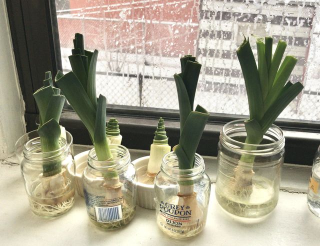 Regrowing leeks