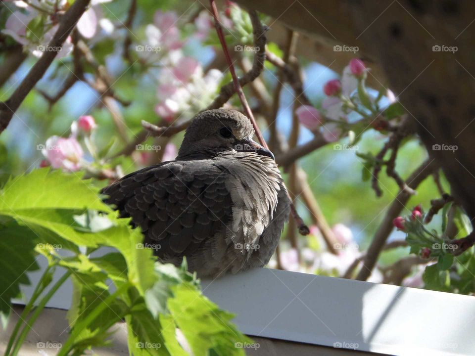 a baby dove sunbathing amongst the apple blossoms
