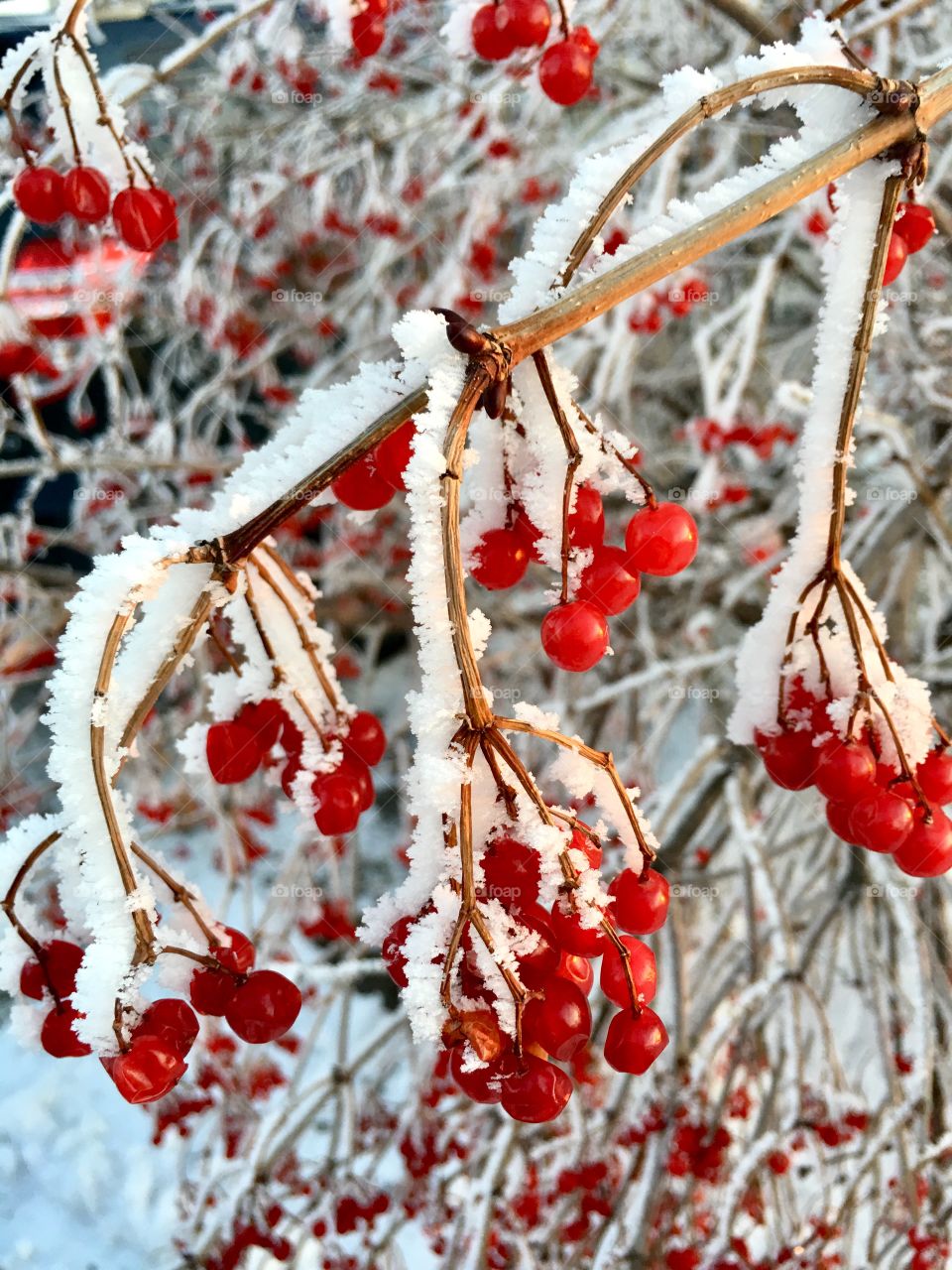 Winter berries 