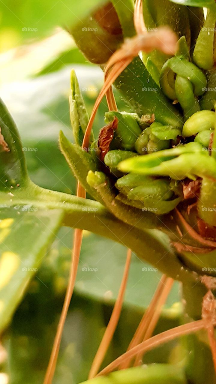 reminds me of an alien 😱 kind of creepy