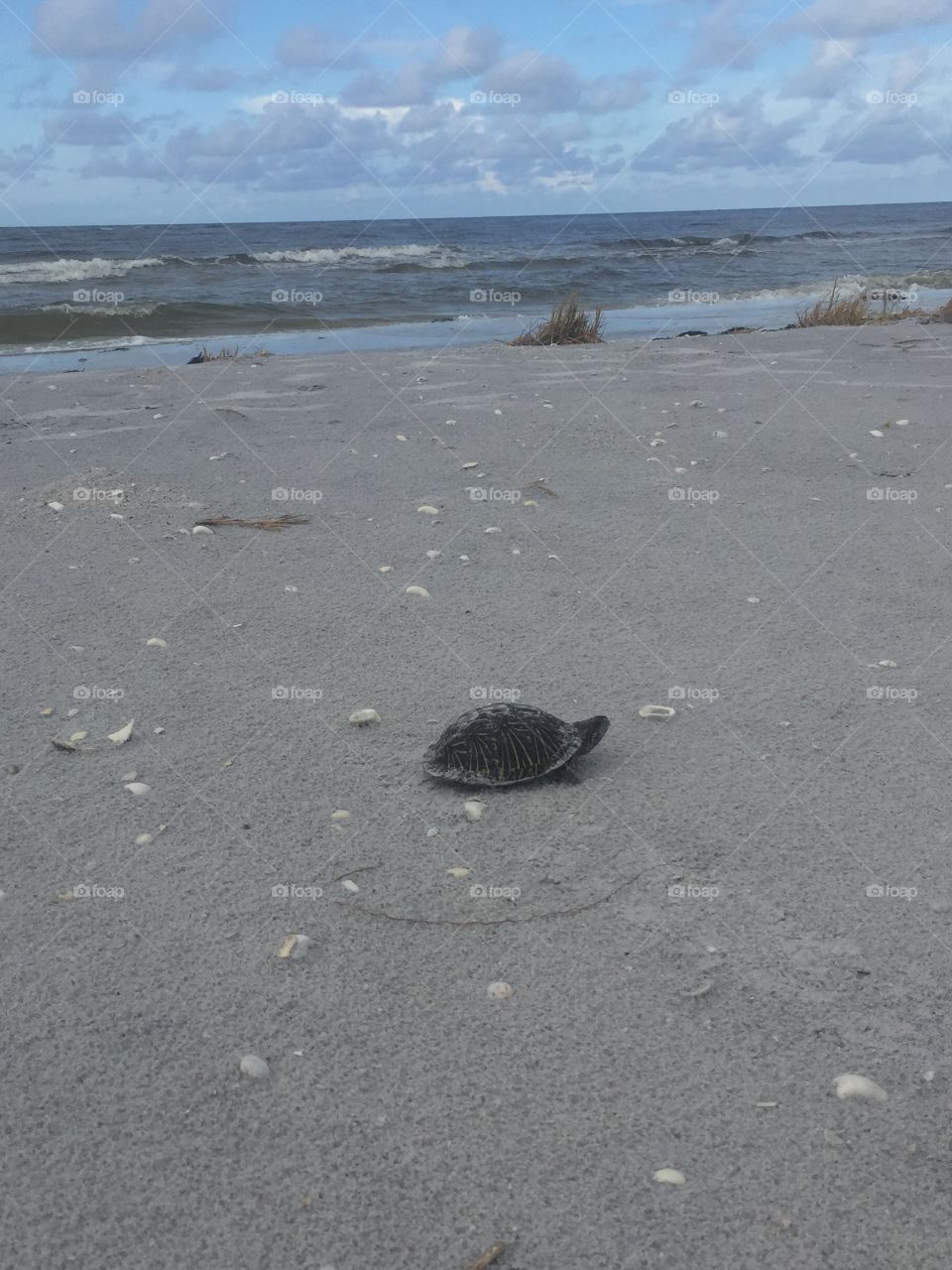 Lone gopher tortoise on island 