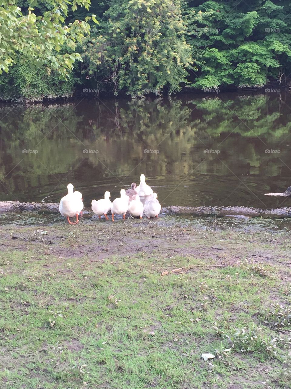 Some ducks tuning to the water with their family 