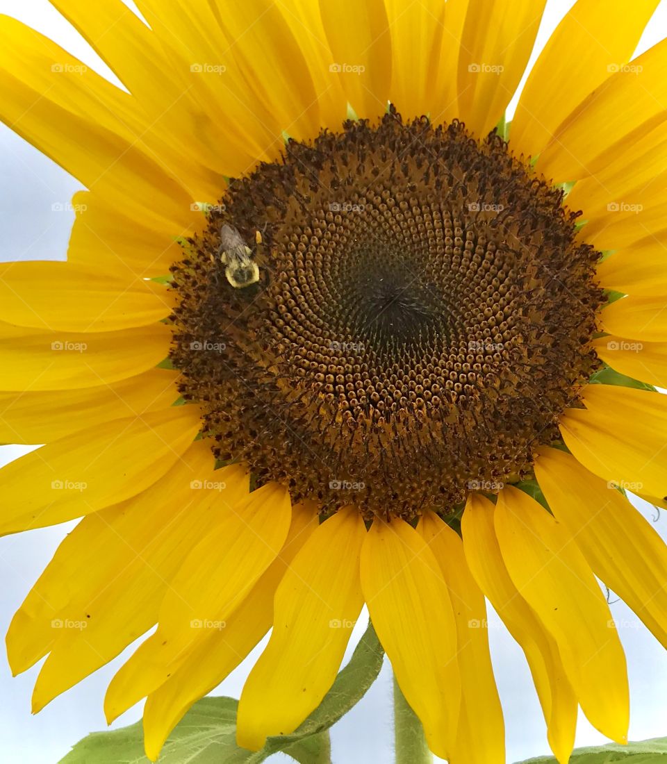 A bee on a bright yellow sunflower 