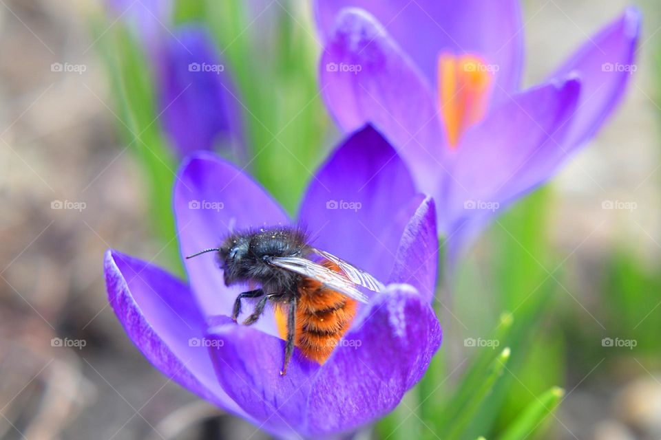 Complementary Colors, Purple, Yellow, Orange