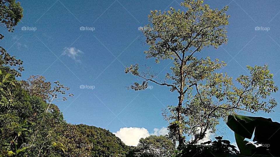 CÉU AZUL LINDA ÁRVORE