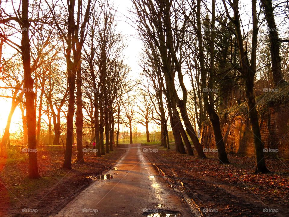 late afternoon in the park