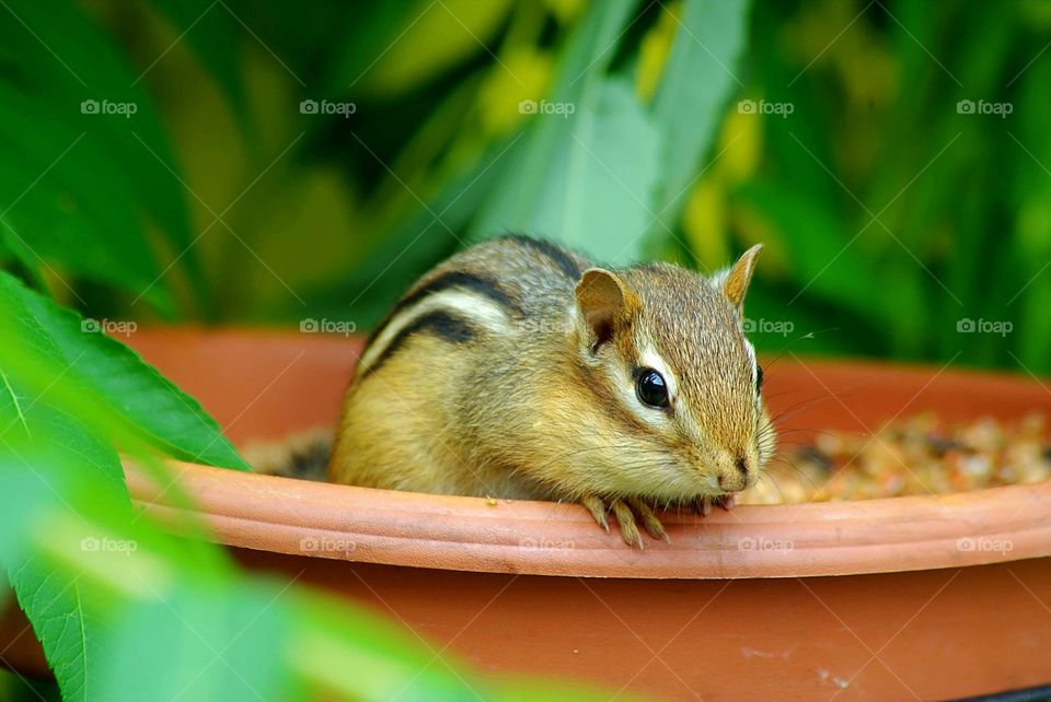 Small visitor in the garden 🐿  Petit visiteur au jardin