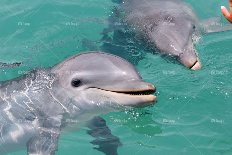 smiling dolphin 