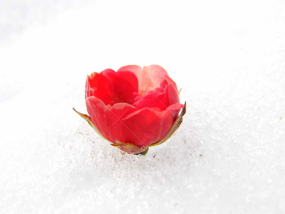 rose flower on snow