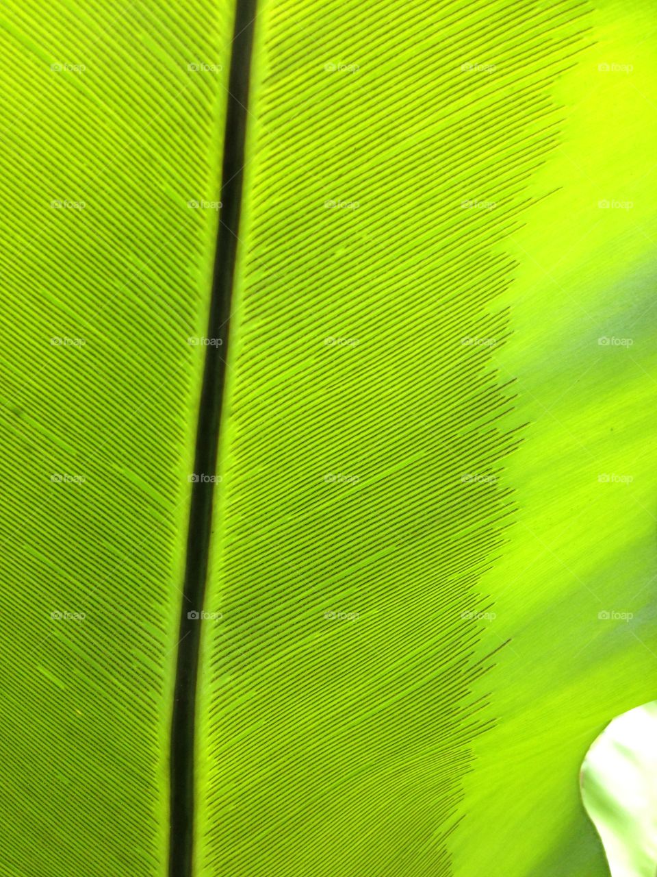 A close-up of the bottom of a big fern leaf in the botanical garden of Singapore. Could be used as background image.