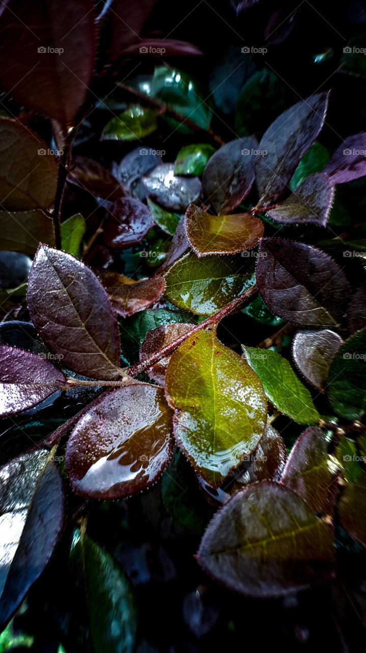 Leaves After Rain