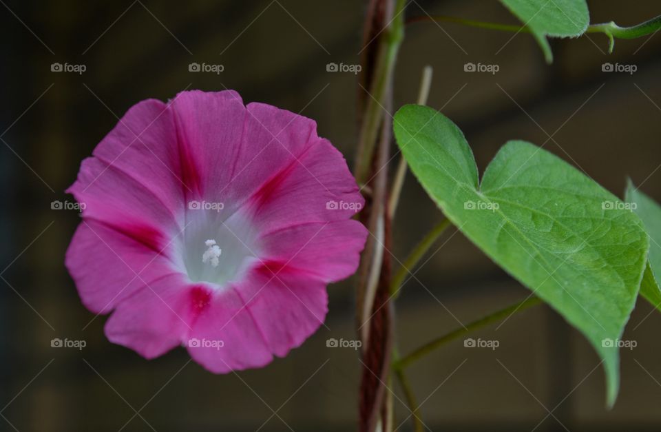 pink beautiful gentle flower and green leaf summer time