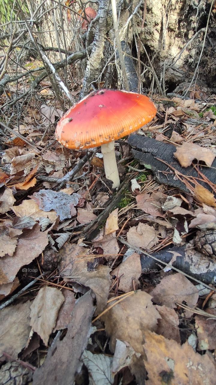 Bright red fly agaric