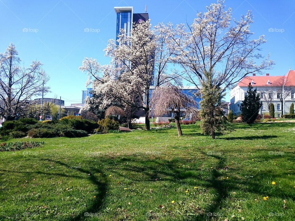 Spring. Park in Sibiu