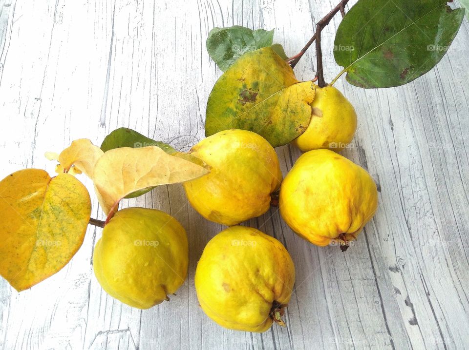 Quitten/ Quinces