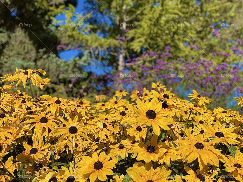 BEAUTIFUL YELLOW FLOWERS IN CALGARY 