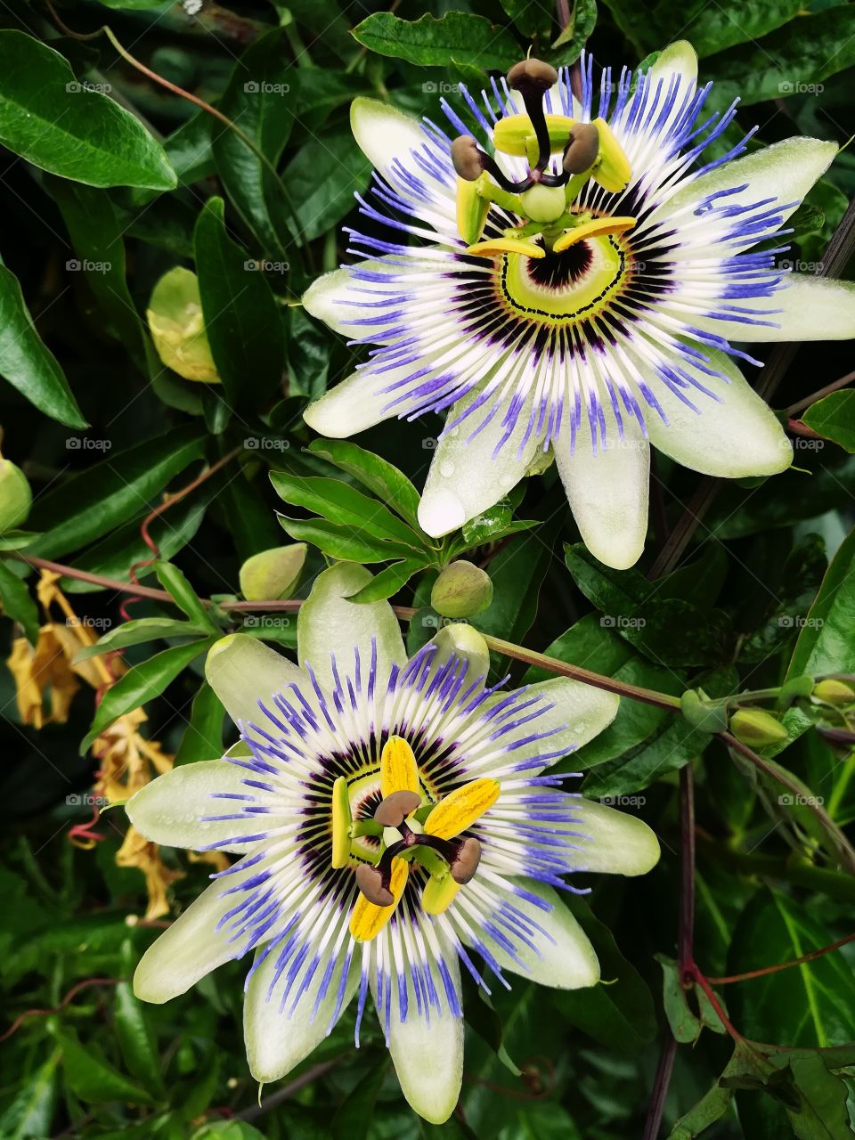 Flowers in the summer