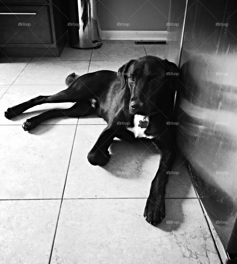 Cool nap. Our foster dog Relaxing on the cool tile