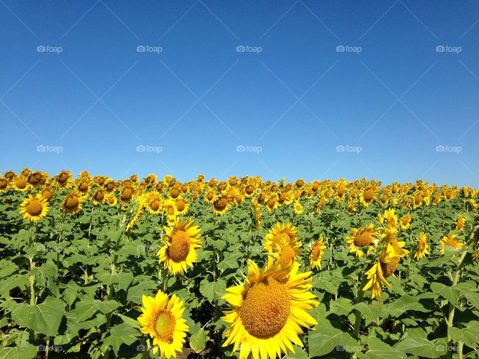 Sunny sunflowers