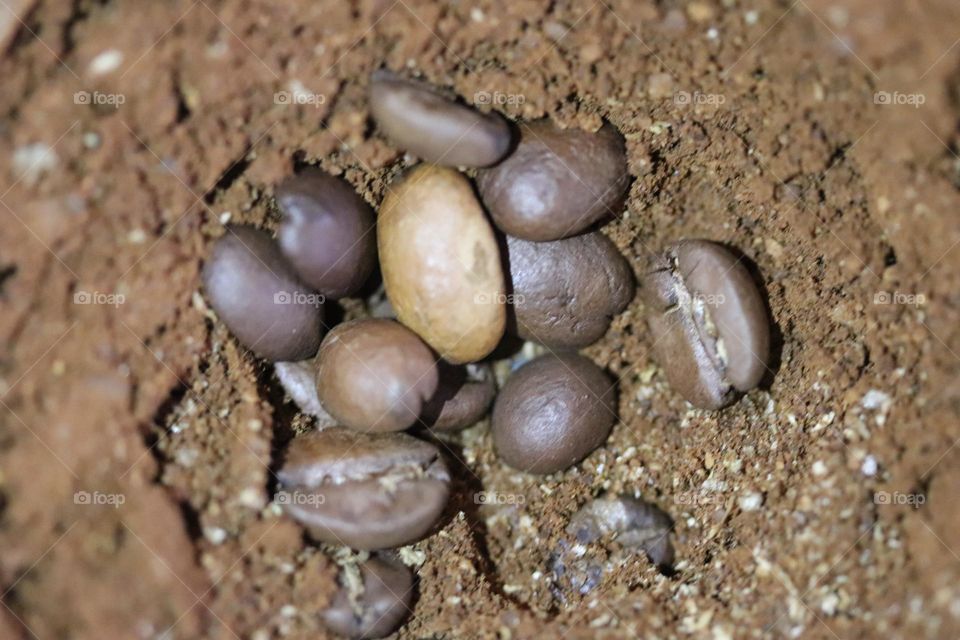 Coffee beans and ground coffee