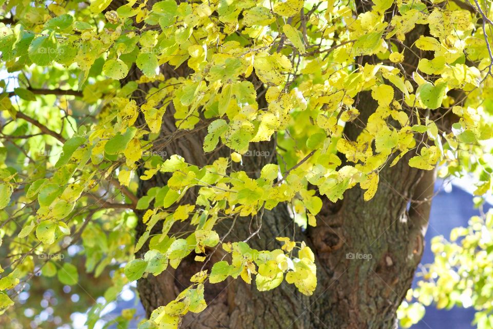 The bright yellow-green leaves of a large, old tree illuminated by sunlight 