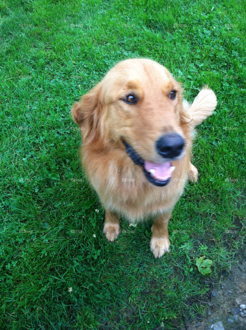 Golden retriever