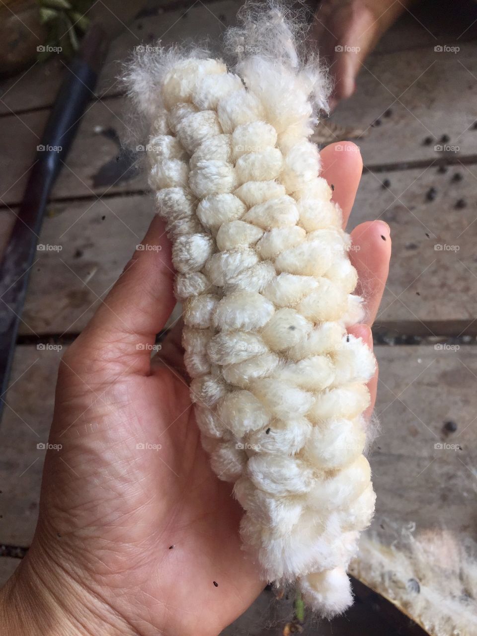  White silk cotton tree,Ceiba, Kapok, Java cotton, Java kapok, Silk-cotton