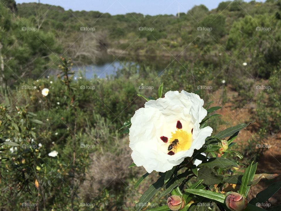 Bee on blooming Cistea