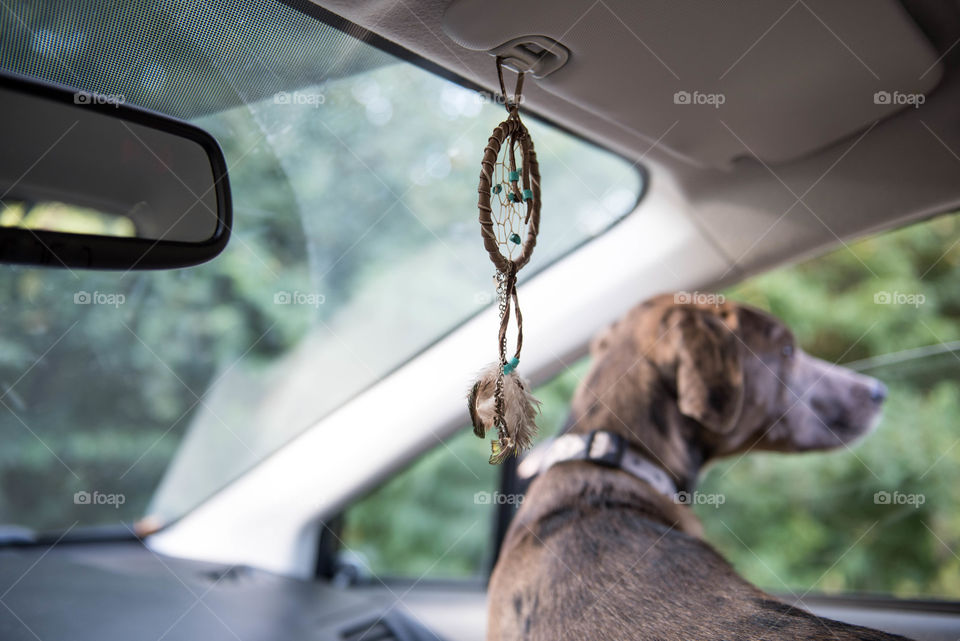 Mixed breed dog looking out of the passenger window of a car and a dreamcatcher hanging from the visor